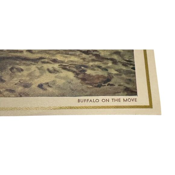 Vintage Wildlife Print Buffalo on the Move Bison Herd Western Americana Art READ - Picture 3 of 9